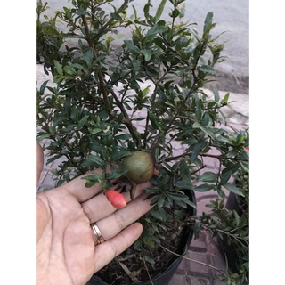 Cây lựu kiểng - cây cảnh để bàn