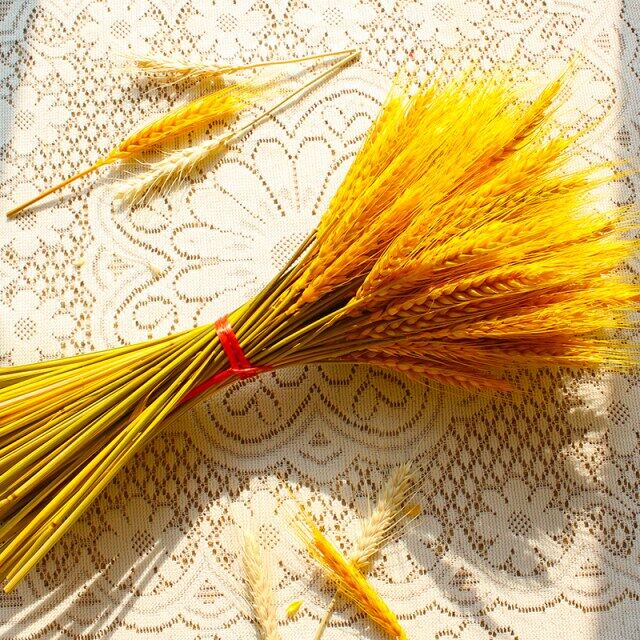 Sỉ 25k -100 Bông Lúa Mạch Vàng Khô Decor Trang Trí Sét 100 bông