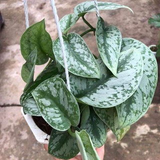 Cây trầu bà pháp - Cây cảnh để bàn