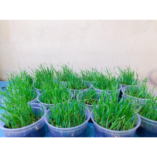 Cỏ mèo trồng sẵn hcm