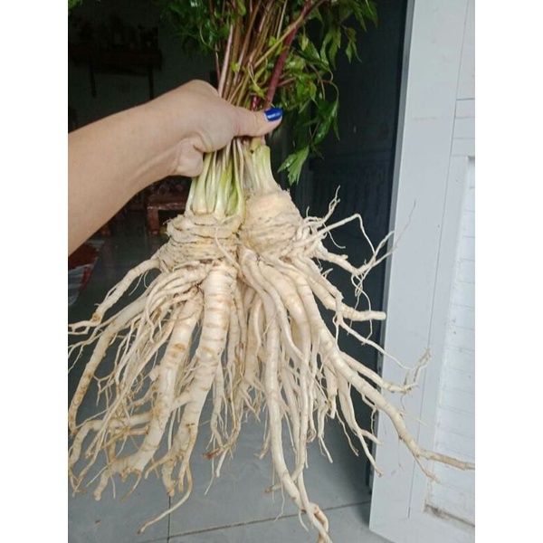 Sâm đương quy tươi Sìn Hồ Lai Châu