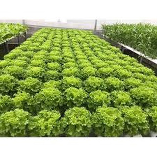 Hạt giống rau xà lách xoăn xanh 5 gram