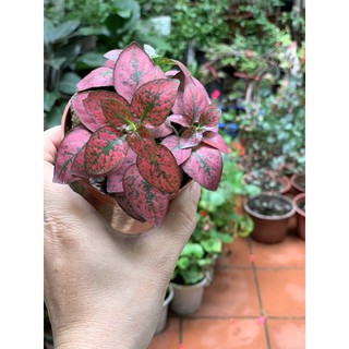 cây cẩm nhung
