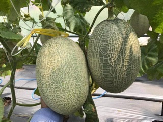 Hạt giống Dưa lưới Oval ruột đỏ