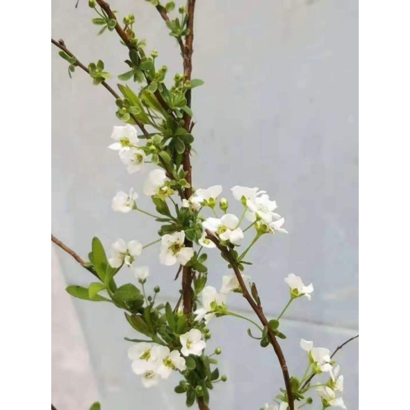 CÀNH TUYẾT MAI KHÔ