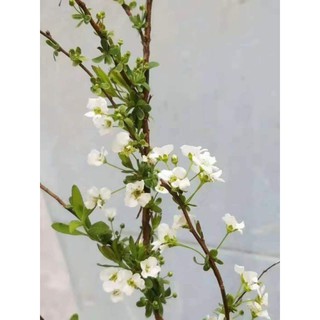 CÀNH TUYẾT MAI KHÔ