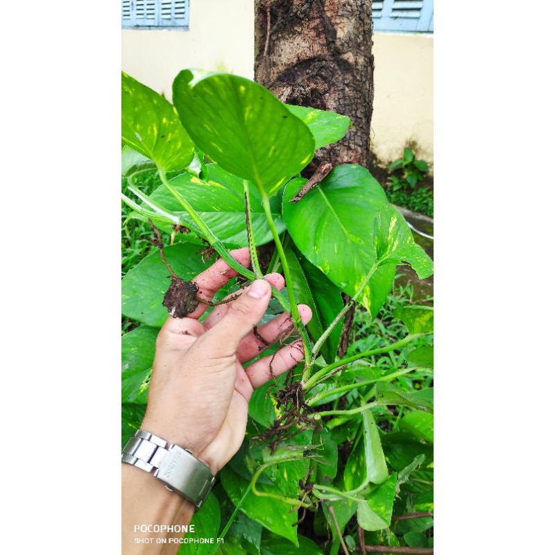 Dây trầu bà giống có rễ như hình trồng thuỷ sinh hoặc trồng đất