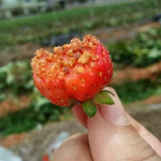 Muối omai xí muội Đà Lạt
