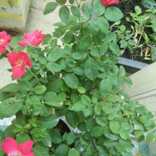 cây hoa hồng quế cao 100cm