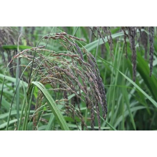 1KG Gạo nương tím dẻo ngon