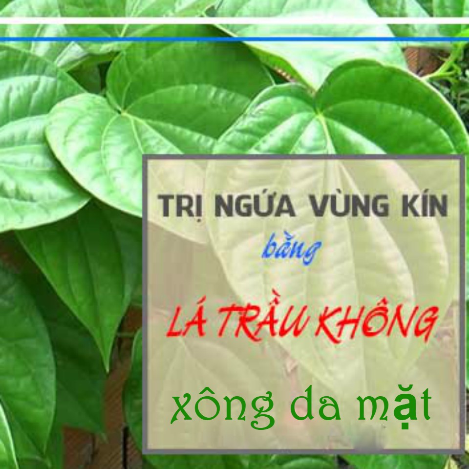 Bột lá trầu không xông hơi vùng kín sau sinh, Trị nám da dạng túi lọc