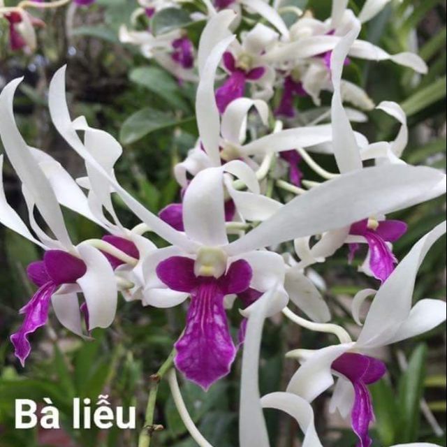 Hoa lan denro nắng bà liễu