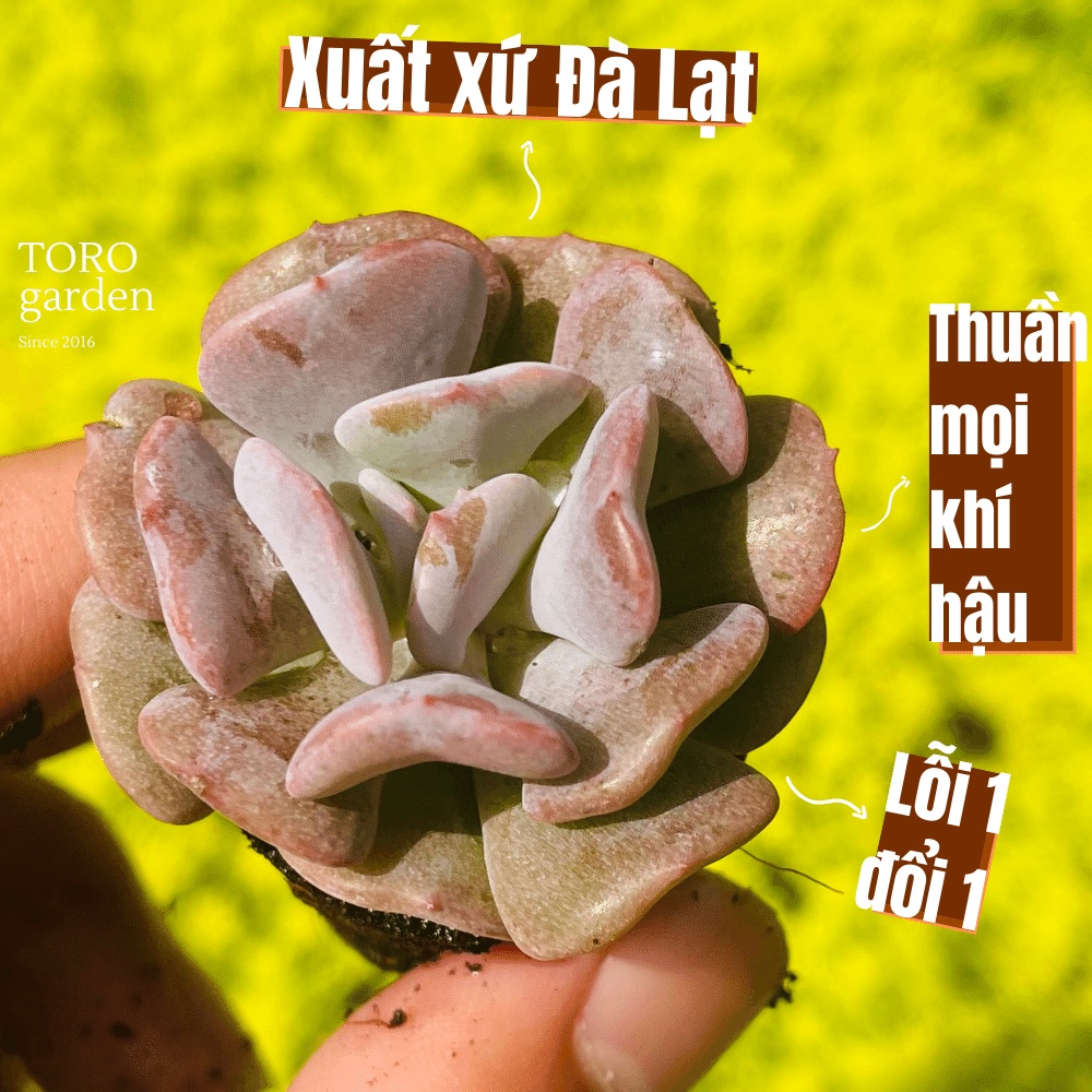 Sen đá cúc tím Đà Lạt size mini cây cảnh trang trí nhà cửa Toro garden