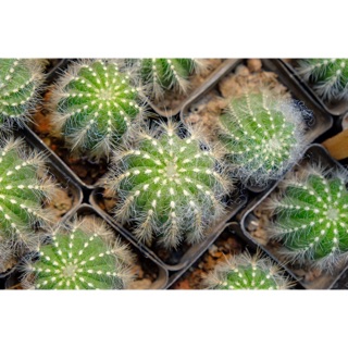 XƯƠNG RỒNG KHẾ LÔNG TRẮNG