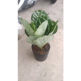 đuôi công xanh lè green