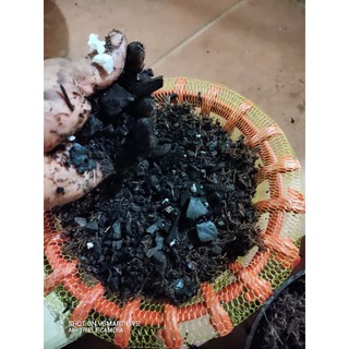 combo 5 chậu và giá thể