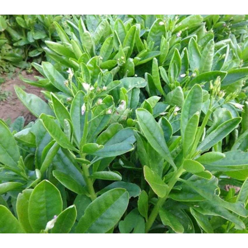 Hạt giống rau sâm đất (Thổ Sâm)