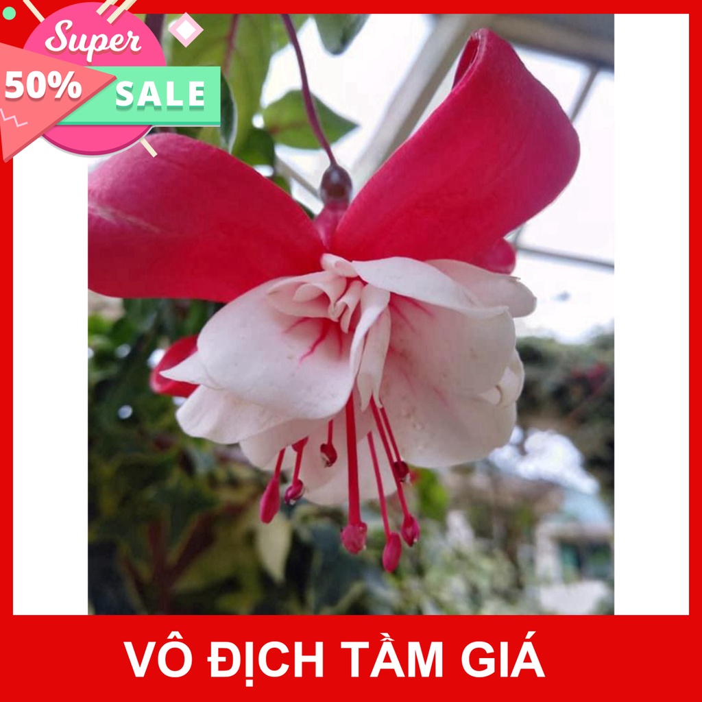 Giống Chuẩn  CÂY HOA LỒNG ĐÈN