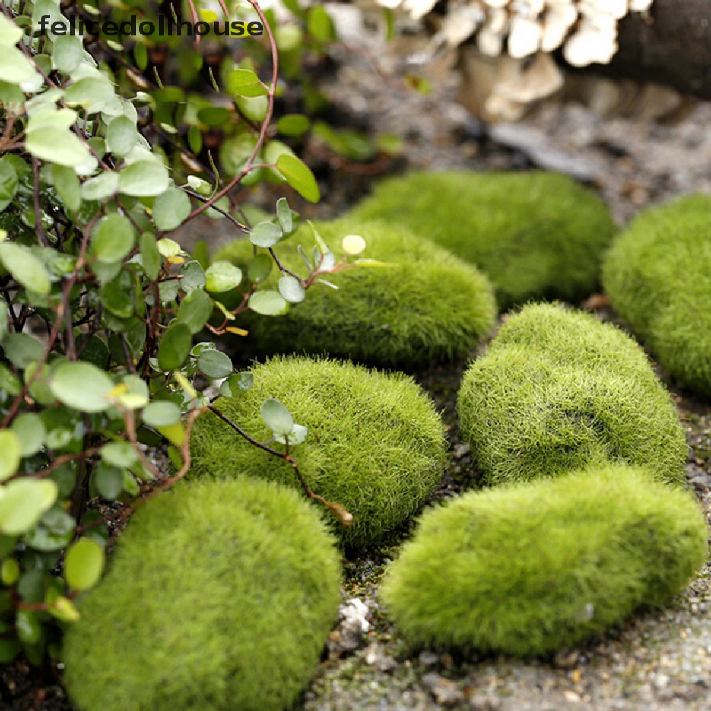 Đá Cỏ Marimo Nhân Tạo Mini Trang Trí Vườn Thần Tiên Terrarium