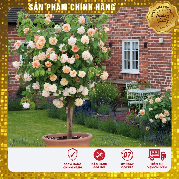 Hạt giống hoa hồng thân gỗ nhiều màu - 20 hạt