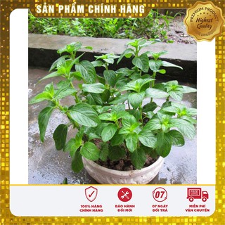 Bộ gói hạt giống Húng bạc hà (húng lủi)