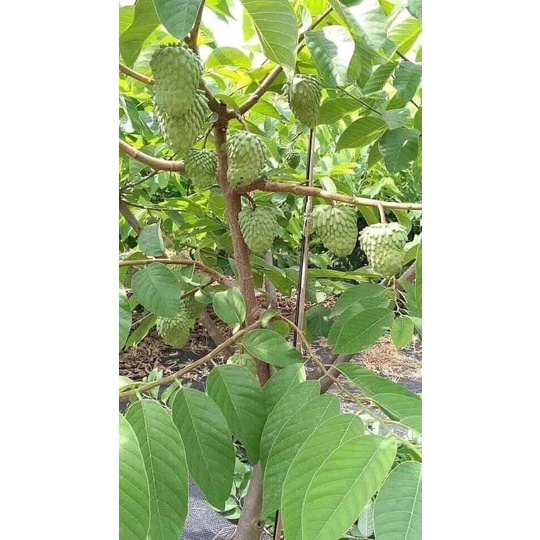 CÂY GIỐNG NA ĐÀI LOAN (NA DỨA)