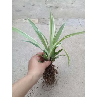 1 cây cỏ lan chi/ dây nhện/ cỏ mẫu tử