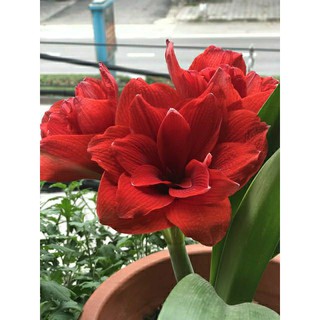 LAN HUỆ ĐỎ KÉP (double dragon) TEEN  - 1 Củ