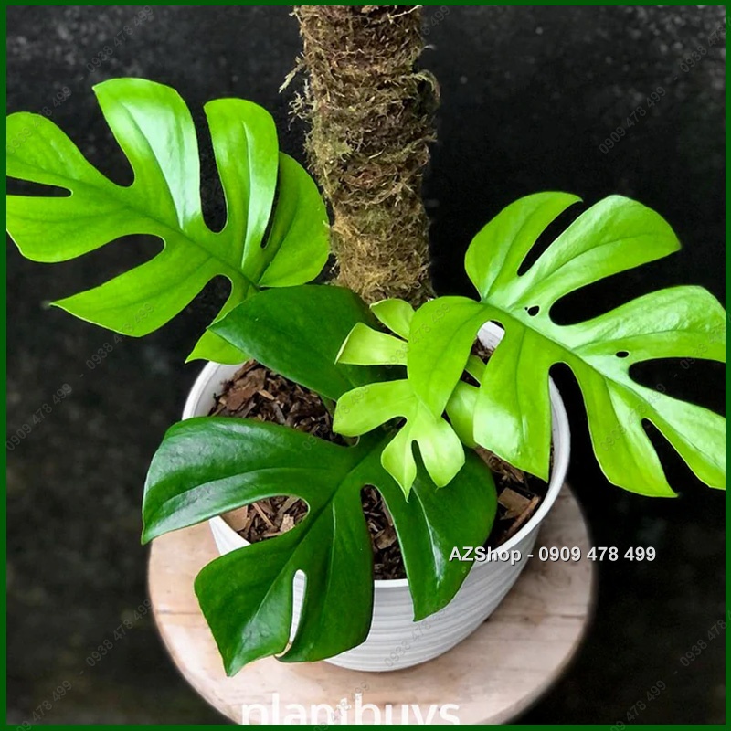 Cây Trầu Bà Lá Xẻ Thân Leo Monstera Mini - Kiểng Lá Trang Trí