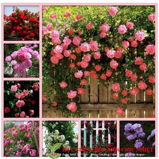 Gói 10 Hạt giống hoa hồng leo nhiều MÀU [Free Ship] Hạt giống Hoa Hồng Leo Pháp - Gói 20 Hạt luckyseed hạt siêu rẻ