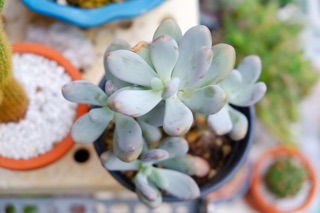 SEN ĐÁ SỎI TRẮNG CỔ THỤ