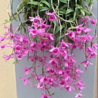 Hoa phong lan giả hạc hoa hồng đỏ chậu thuần vườn