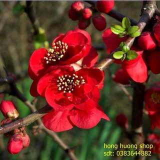Hạt Giống Hoa Mai Đỏ