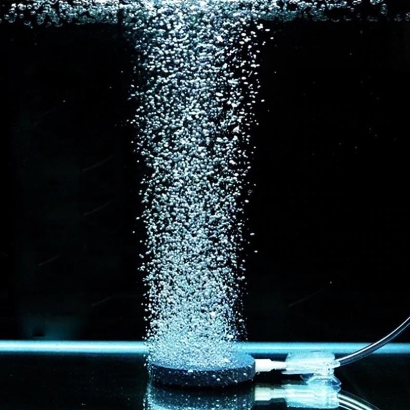 Sủi Dĩa Oxi Hồ Cá Cảnh 4cm 6cm 8cm