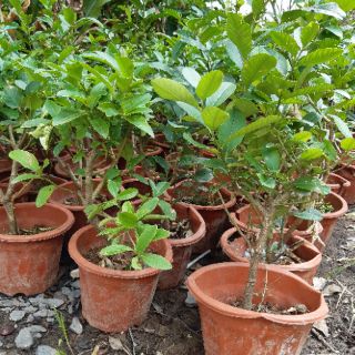 Nho thân gỗ đỏ ( nho đỏ  12 vụ)