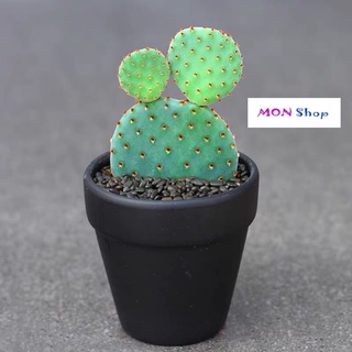 Xương rồng tai voi xương rồng tai thỏ xương rồng chuột mickey
