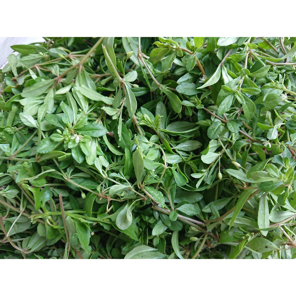 Hạt giống rau đắng đất