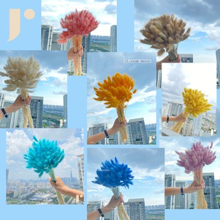 Cỏ đuôi thỏ nhiều màu - HÌNH CHỤP THẬT-Dried Bunny Tails