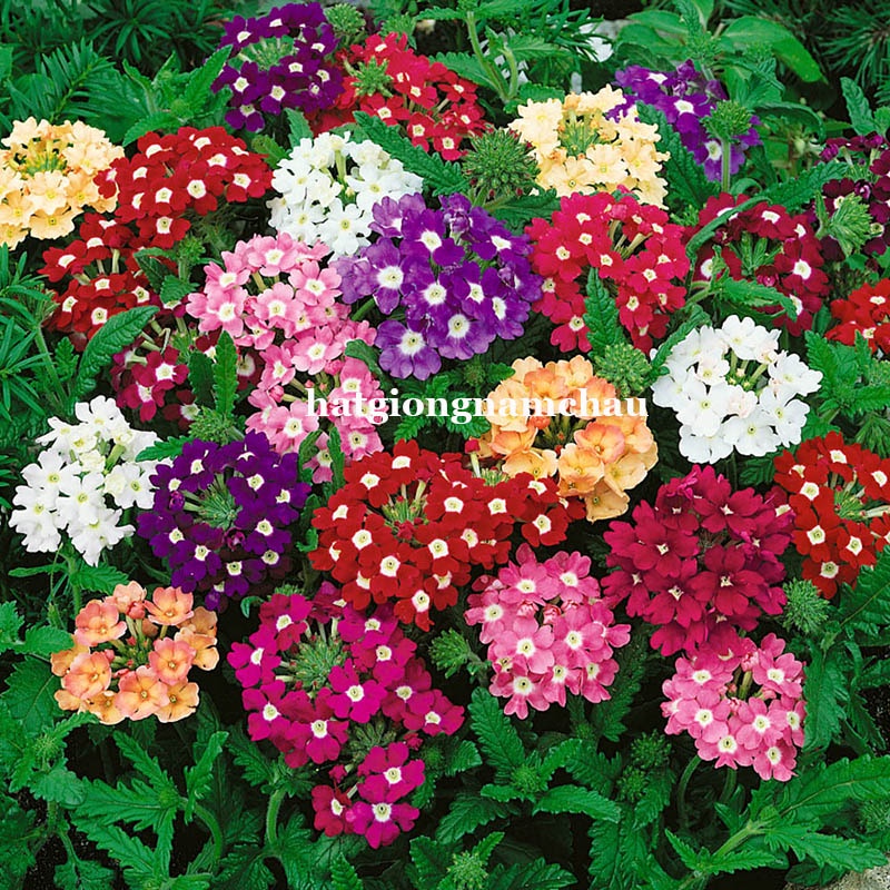50 H - HẠT GIỐNG HOA VÂN ANH MIX