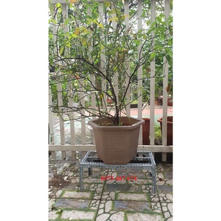 Kệ sắt lắp ghép đa năng để chậu hoa hồng, chậu hoa cây cảnh, khay trồng rau cao cách đất 10cm