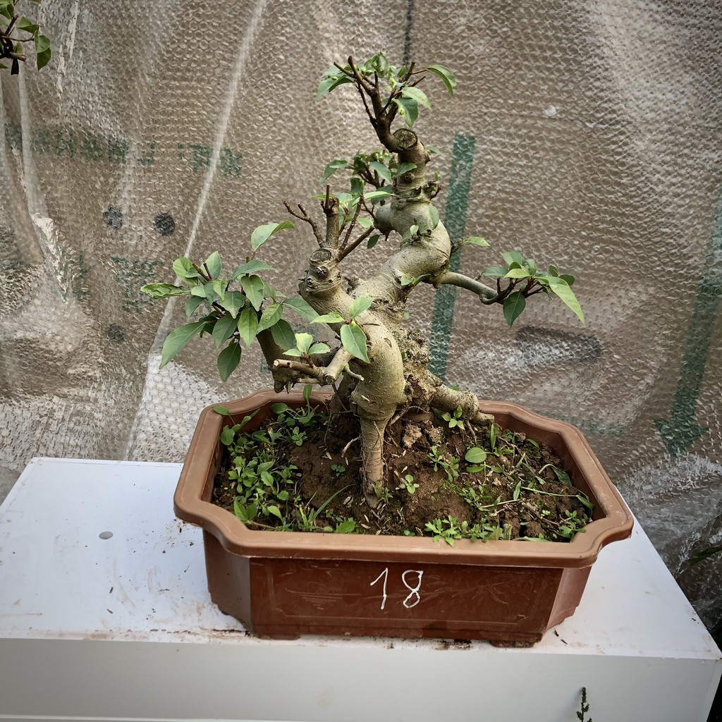 Cây sung bonsai ảnh thật đánh số 13-25