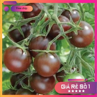 Hạt giống Cà chua bi Socola