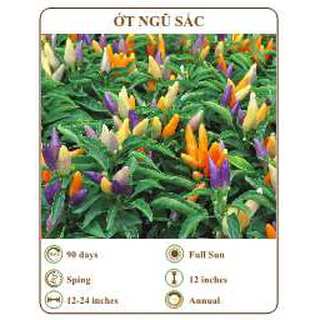 Hạt giống ớt ngũ sắc - THE XANH 30 hạt