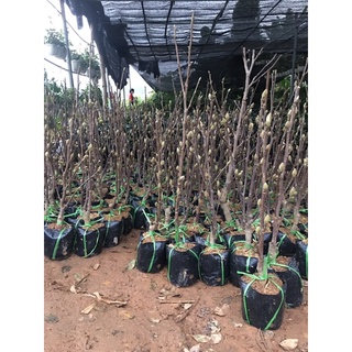 cây hoa mộc Lan đang nụ thơm chuẩn