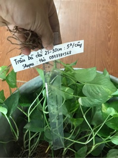 3 Cây trầu bà