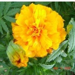 HẠT GIỐNG HOA CÚC VẠN THỌ AFRICAN MARIGOLD CRACKERJACK MIX Tagetes Hạt giống hoa Erecta