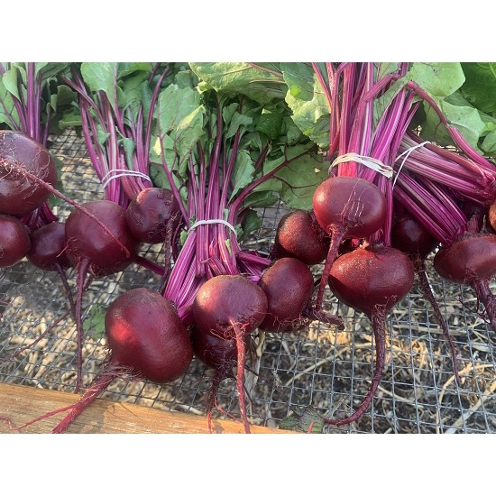 Hạt giống củ dền đỏ cao sản hữu cơ - rau củ quả trồng chậu, sân vườn tươi ngon giòn ngọt giàu dinh dưỡng 5g RADO702