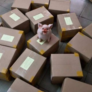 LỢN SỨ 3D HÓT HÍT