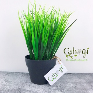 Cây giả- Chậu Cây Lúa Non Để Bàn