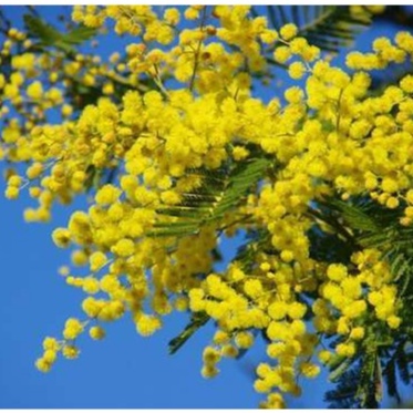 50 Hạt Giống Hoa Mimosa màu vàng tỉ lệ nảy mầm cao